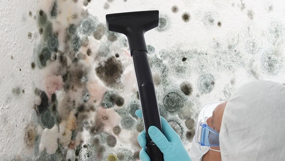 Mold Removal Service in Pittsburgh PA 1