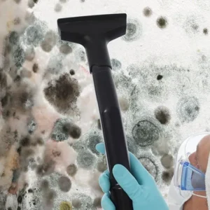 Mold Removal Service in Pittsburgh PA