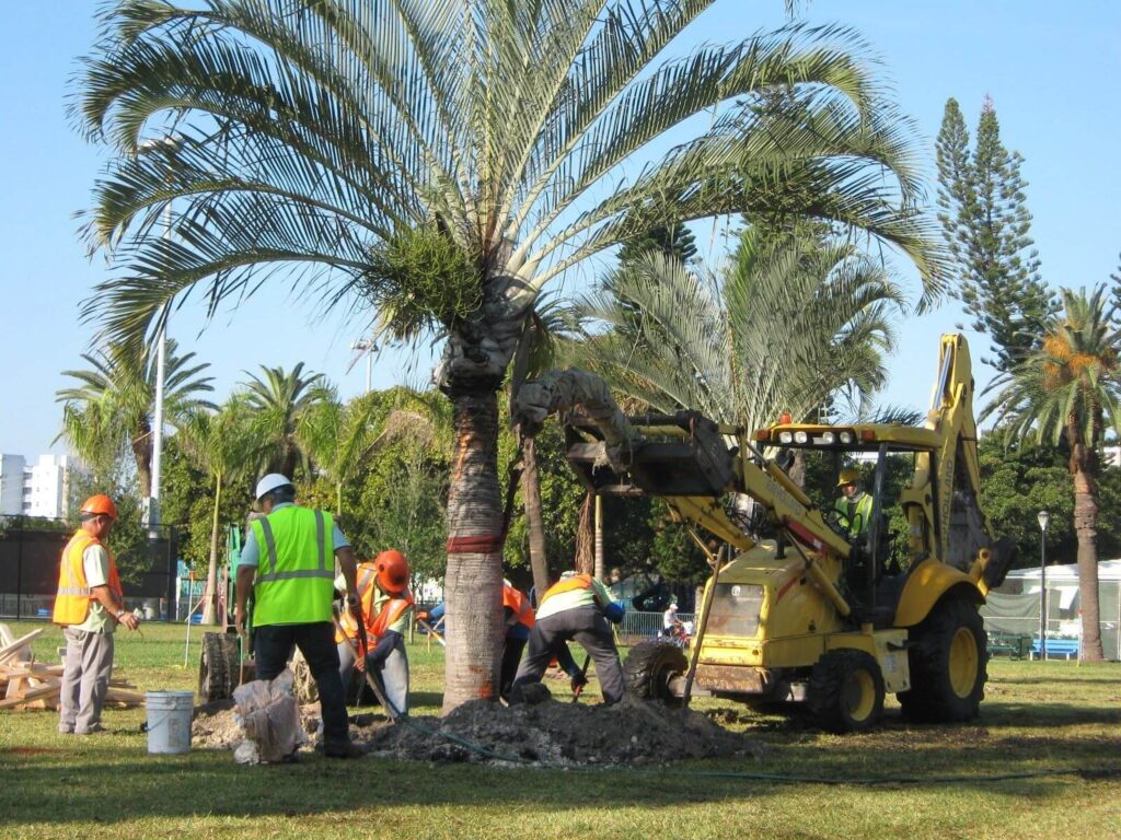 Palm Tree Removal 2