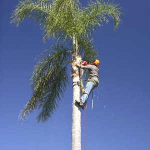Palm Tree Removal
