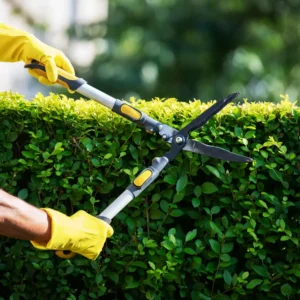 Tree Trimming Services in Irvine CA